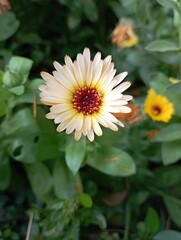 yellow and white flower in the garden