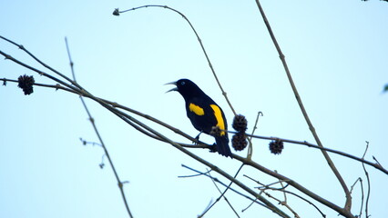 Yellow-rumped cacique (Cacicus cela) perched in a tree in Canoa, Ecuador