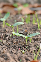 closeup the bunch ripe green round gourd vine plant seedling and soil heap in the farm soft focus natural green brown background.