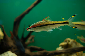 Sahyadria denisonii fish in the aquarium. Pet freshwater fish.