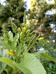 The butterfly bush is a fast-growing, perennial shrub with masses of flowers long, spiked trusses that bloom from summer to autumn.