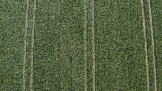Tractor tire tracks run in parallel rows in green crop field aerial