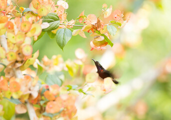 Van Hasselt’s Sunbird