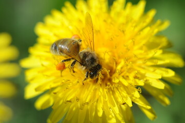 bee on flower