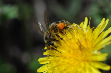 bee on flower