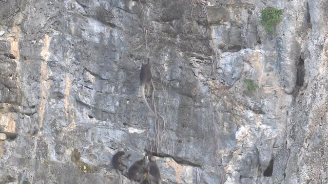 Group Of Dusky Leaf Monkeys Traversing On Steep Cliff. low angle, tracking shot