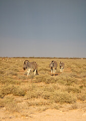 Zebra walking in the dust in Etosha National Park, Namibia