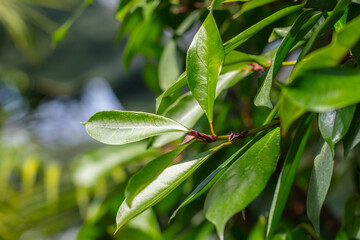 Green leaves on an ornamental tree on a plant.