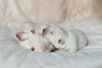 Fototapeta na wymiar Newborn puppies West Highland White Terrier on a white blanket.