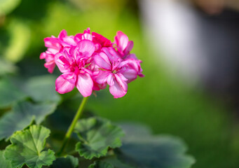 Obraz premium Pink flower in the garden.