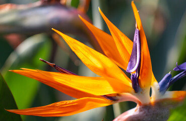 Strelitzia royal. Red flower in the arboretum