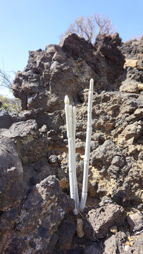 Cardoncillo or Ceropegia dichotom, endemic plant in Tenerife, Canary Islands, Spain, white plant on volcanic rock background