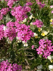 alyssum pink flowers in the garden