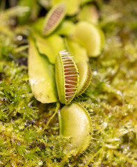 Venus flytrap plant in nature.