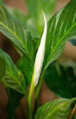 Beautiful white flower in nature.