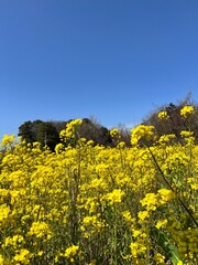 Obraz premium canola flower