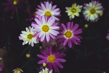 Colorful Daisy flowers in full bloom. Close up with shallow depth of field.