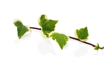 small branch of ivy - 501360386