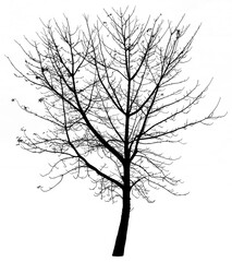 Silhouette bare tree isolated on white background