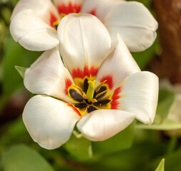 Beautiful white tulip flower in nature.