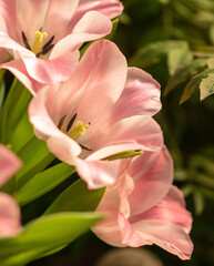 Beautiful pink tulip flower in nature.