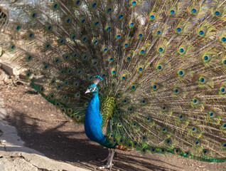 Fototapeta premium Portrait of a peacock in nature.