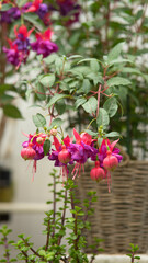 Fuchsia es un género de plantas de flor, de la familia Onagraceae, dentro del orden Myrtales