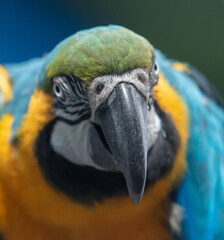Portrait of a parrot bird