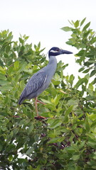 Fototapeta premium Black-crowned night heron (Nycticorax nycticorax) perched in a tree in Canoa, Ecuador