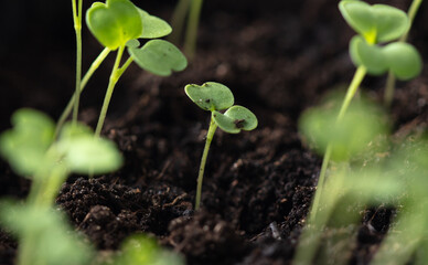 Small green sprouts of seedlings in the ground