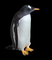 The penguin is isolated on a black background.