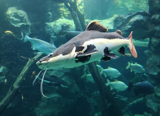 Fototapeta premium Catfish fish swims in the water