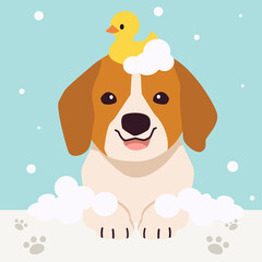 The collection of cute beagle dog with spa and salon theme in flat vector style. Graphic resource about pet grooming for graphic, content, banner, greeting card.