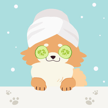 The collection of cute dog with spa and salon theme in flat vector style. Graphic resource about pet grooming for graphic, content, banner, greeting card.