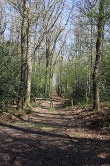 Entrance of a forest path. Photo was taken on a sunny day at the beginning of spring.
