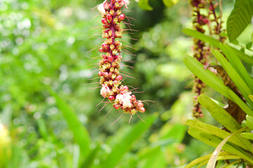 red and yellow flowers