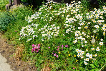 群生する春の白い小さい花、菊、ハナイソギク