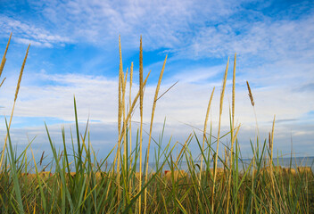 ein Blick zum Strand durch hohes Gras