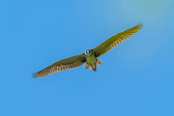 The chinese pond heron with wings flying