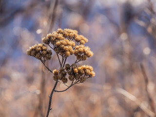 Close-up of a dried yarrow flower on a cold january afternoon with a blurred background