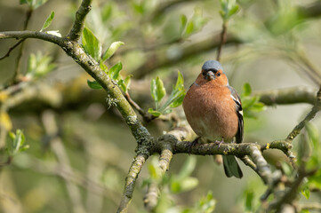 Fringilla coelebs - Chaffinch - Pinson des arbres