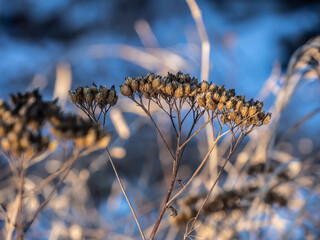 Close-up of a dried yarrow flower on a cold january afternoon with a blurred background