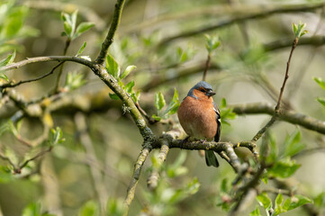 Fringilla coelebs - Chaffinch - Pinson des arbres