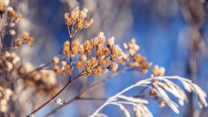 Close-up of a dried yarrow flower on a cold january afternoon with a blurred background