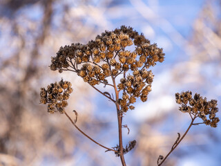 Close-up of a dried yarrow flower on a cold january afternoon with a blurred background