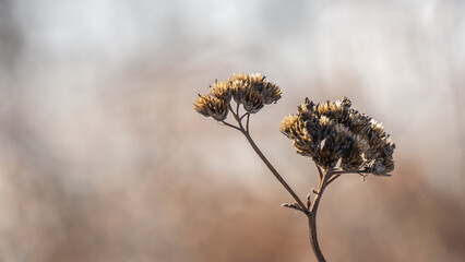Close-up of a dried yarrow flower on a cold january afternoon with a blurred background © Jennifer Seeman