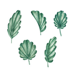 Watercolor set of green leaves on a white background