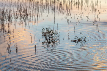 Attractive reflections on water surface with golden colors of sunset over the lake. Dark silhouettes of grass and shrubs in the water as abstract mirror. Beautiful natural texture, warm evening tones.