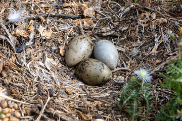 seagull eggs in their nest