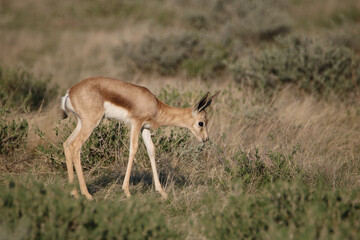 Naklejka na ściany i meble Springbok lamb, Etosha National Park, Namibia